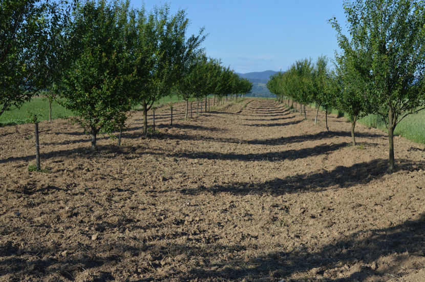 livada de pruni - GRADINARIT - GARDENING