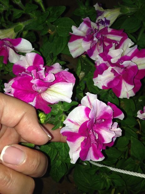 petunii - Achizitii FLORI 2017