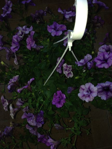 petunii - Achizitii FLORI 2017