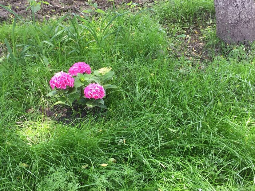 hortensie - Achizitii FLORI 2017