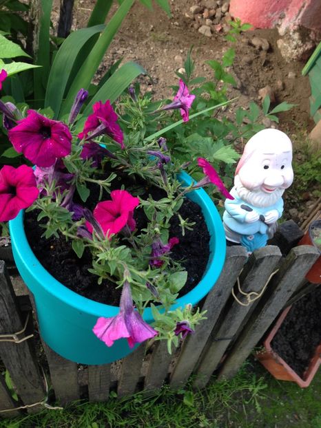 petunii - Achizitii FLORI 2017