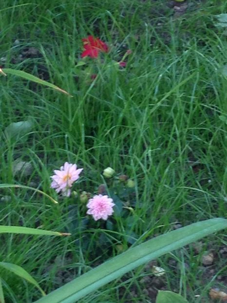 Dalie - Achizitii FLORI 2017