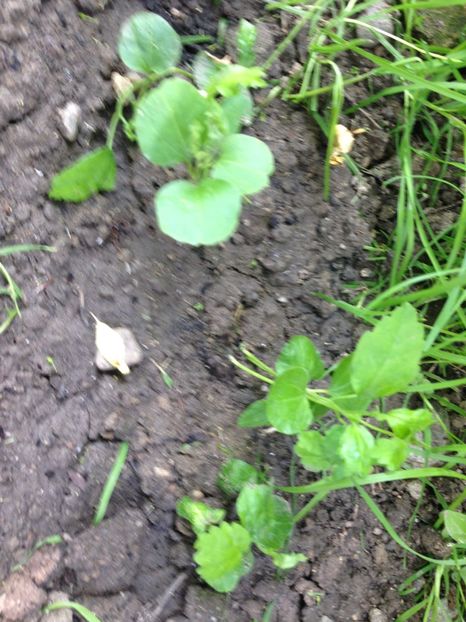 hibiscusii din seminte - FLORILE MELE 2017