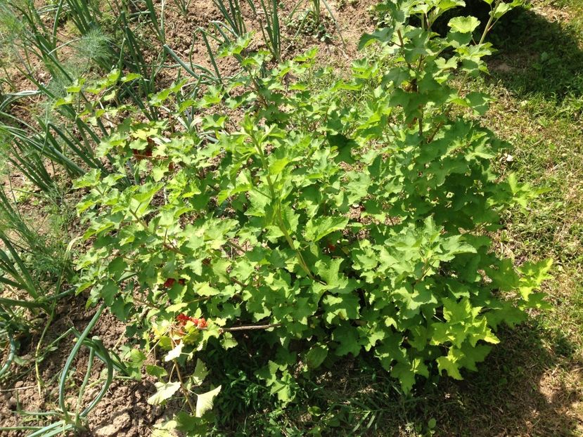 coacaze rosii - FLORILE MELE 2017