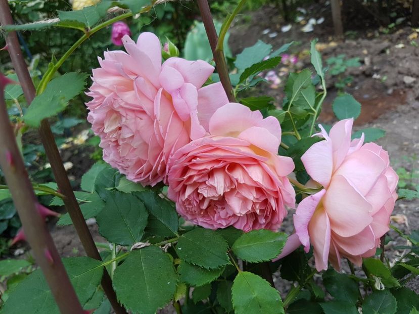  - jubilee celebration