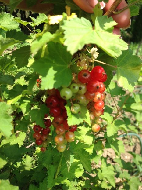 coacaze rosii - FLORILE MELE 2017