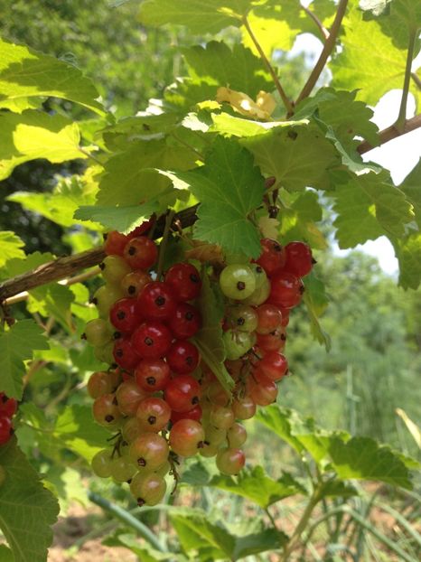 coacaze rosii - FLORILE MELE 2017