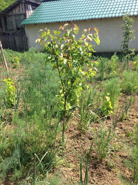 cais - FLORILE MELE 2017