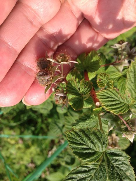 zmeura - FLORILE MELE 2017