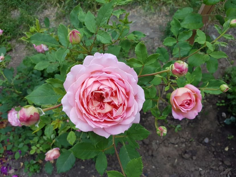  - jubilee celebration