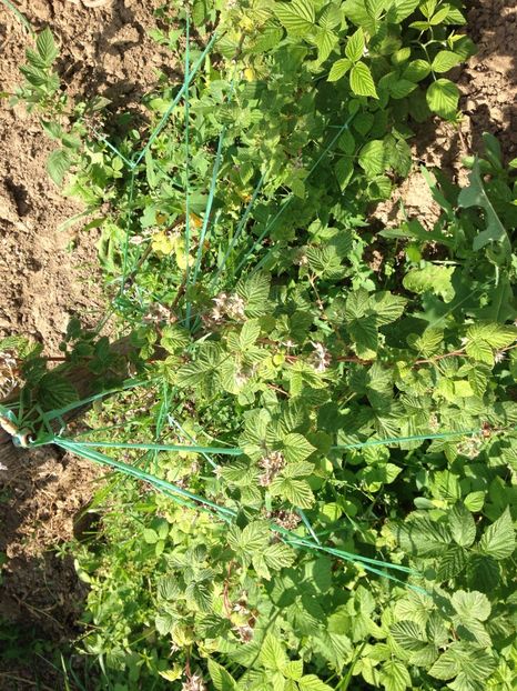 zmeura - FLORILE MELE 2017