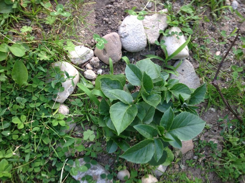 dalie - FLORILE MELE 2017