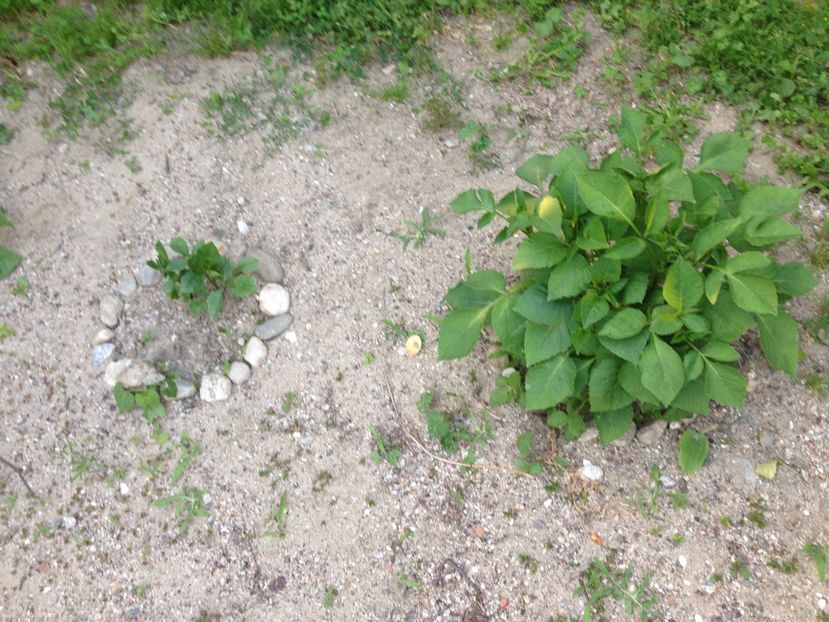 dalii - FLORILE MELE 2017