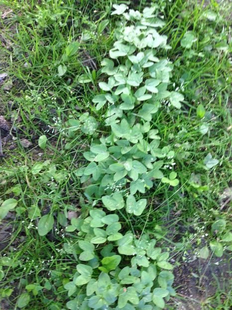 petunii - FLORILE MELE 2017