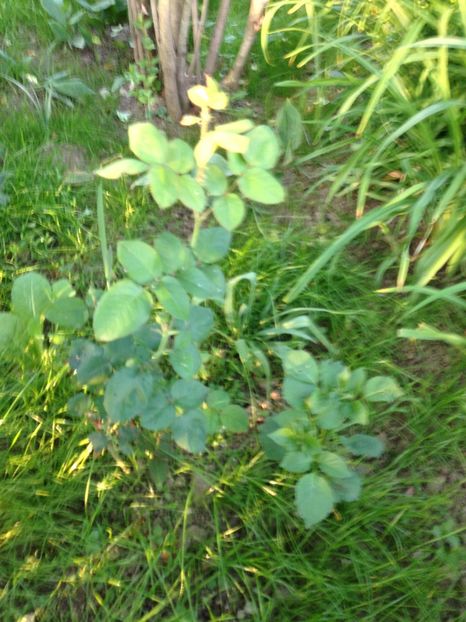 trandafir - FLORILE MELE 2017