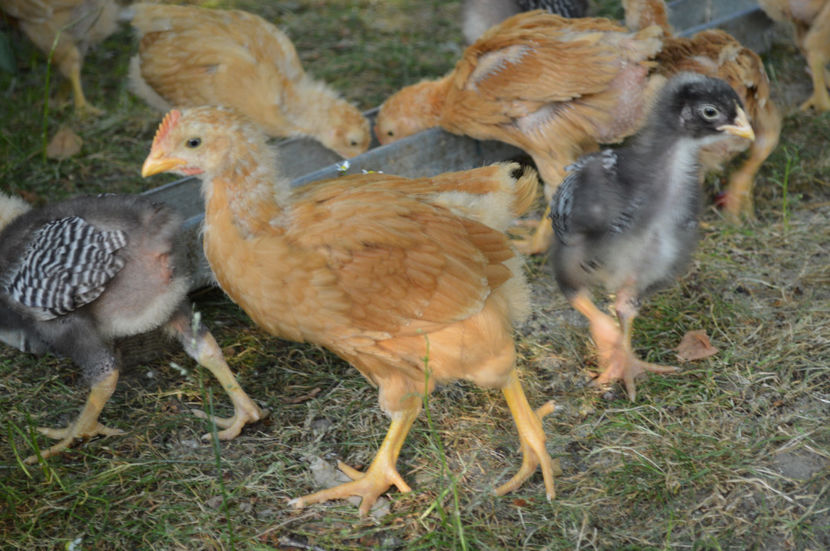  - PLYMOUTH ROCKS 2017