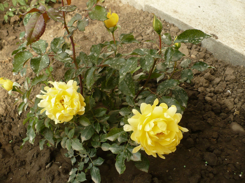 P1250974 - Splendid ruffles 2017