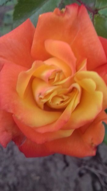  - Trandafiri-1 anul 2017