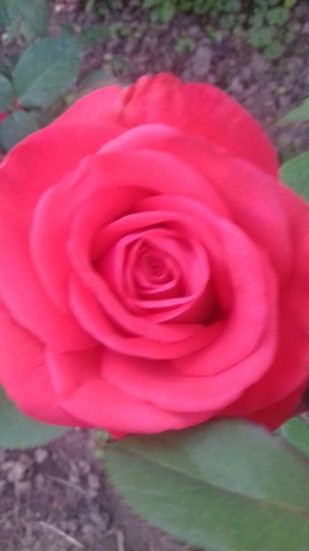  - Trandafiri-1 anul 2017