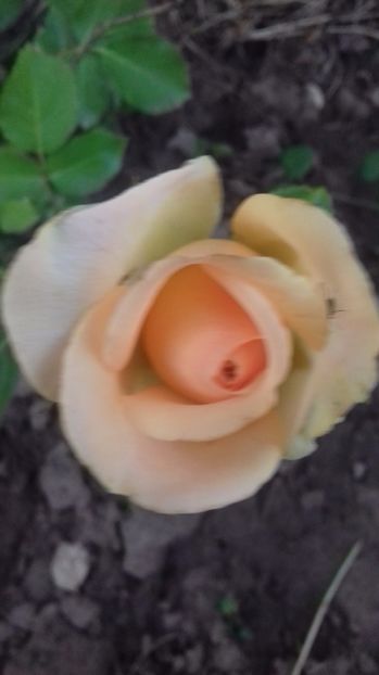  - Trandafiri-1 anul 2017