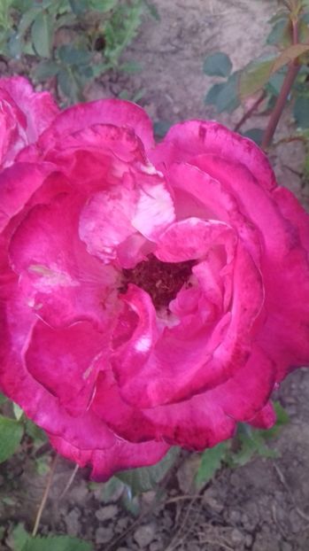  - Trandafiri-1 anul 2017