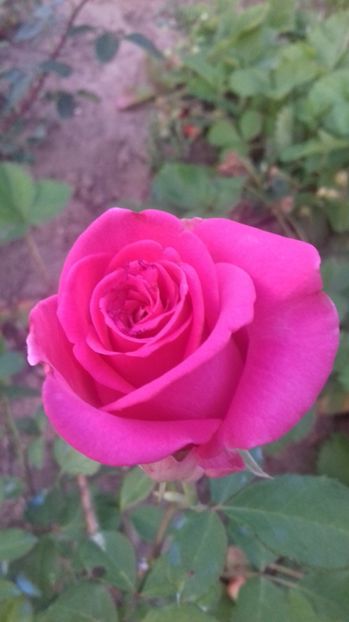  - Trandafiri-1 anul 2017