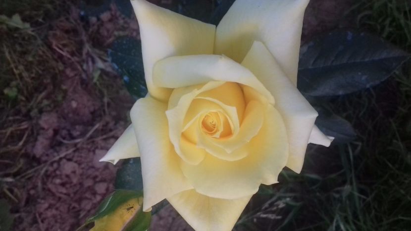  - Trandafiri-1 anul 2017