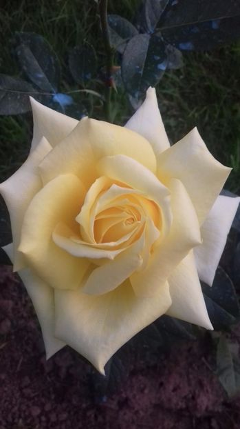  - Trandafiri-1 anul 2017