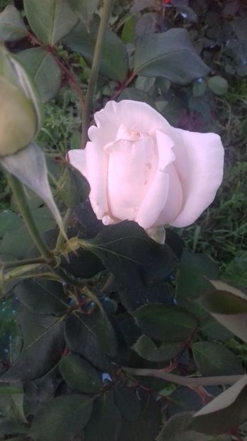  - Trandafiri-1 anul 2017