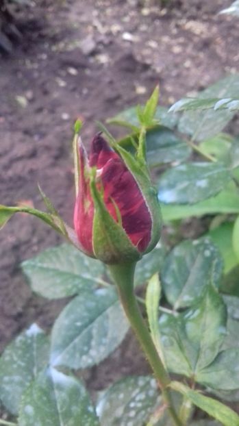  - Trandafiri-1 anul 2017