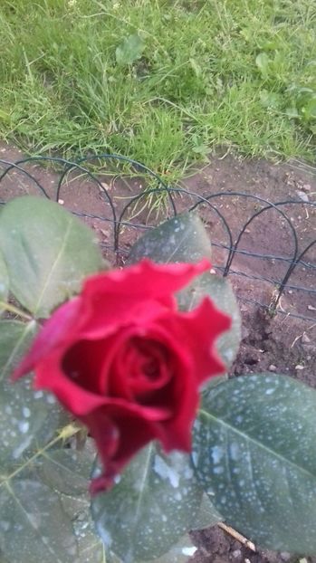  - Trandafiri-1 anul 2017