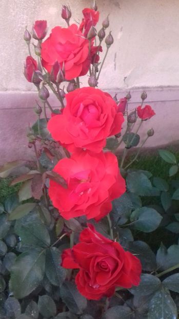  - Trandafiri-1 anul 2017