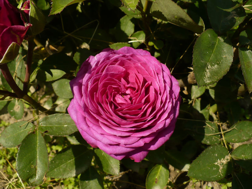 P1260018 - Heidi Klum - 2017