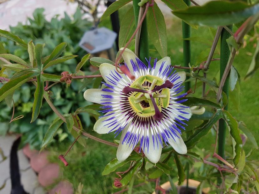 Passiflora caerulea - Iunie 2017