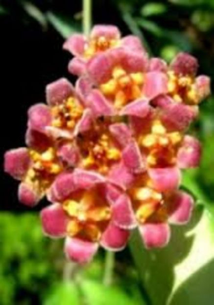 hoya david c. - provizoriu