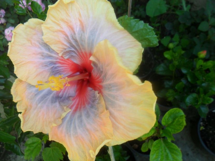  - tahitian stellar light