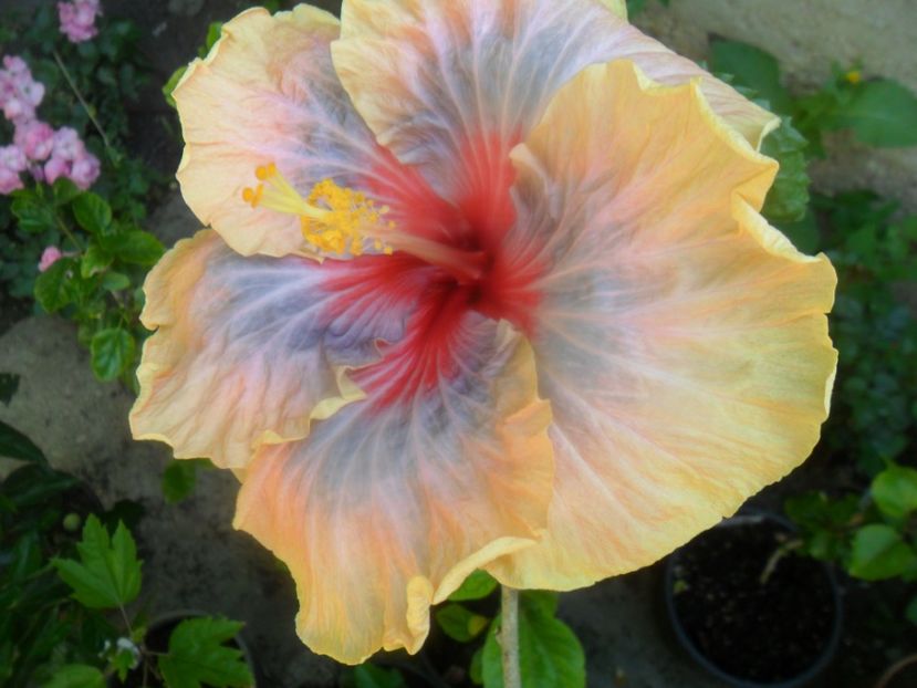  - tahitian stellar light