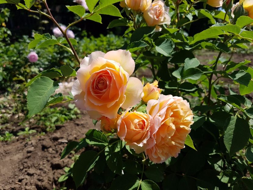  - Froufroutante Jackie