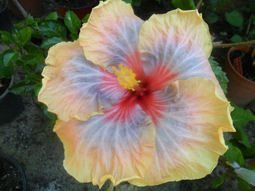  - tahitian stellar light