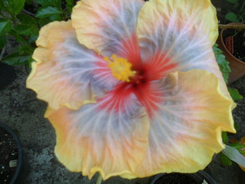  - tahitian stellar light