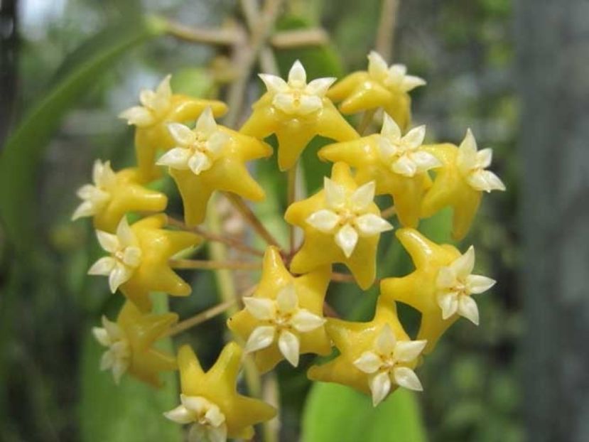Hoya_nicholsoniae_ml - provizoriu