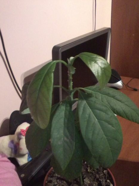 avocado - Flori de camera
