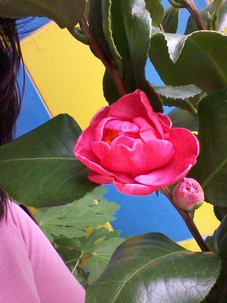 camelia japonica - Flori de camera