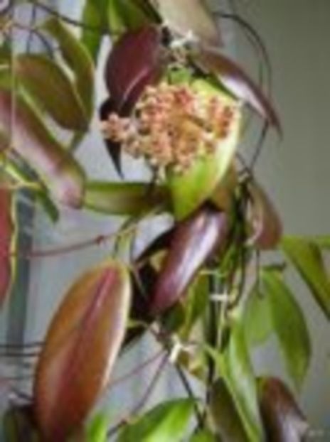 h_flavida - hoya2 si alte plante primite