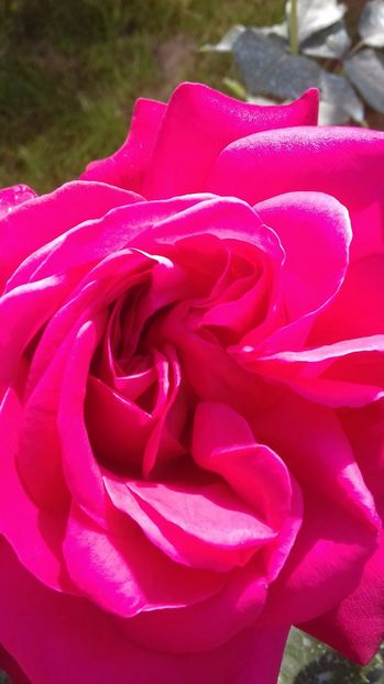  - Trandafiri-2 anul 2017