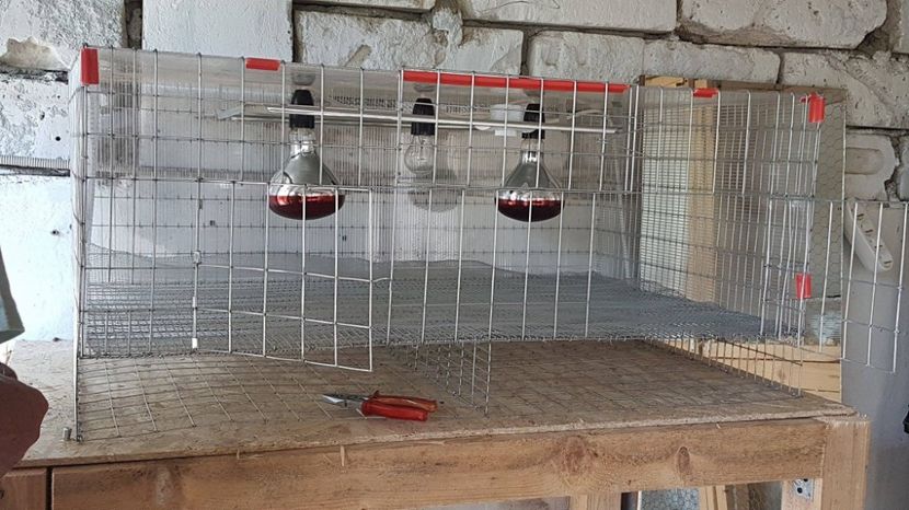 pregatita ptr. puisorii de pauni - MATERNITATE