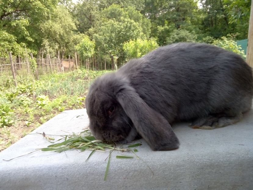  - ARHIVA IEPURI ce am avut câteva exemplare