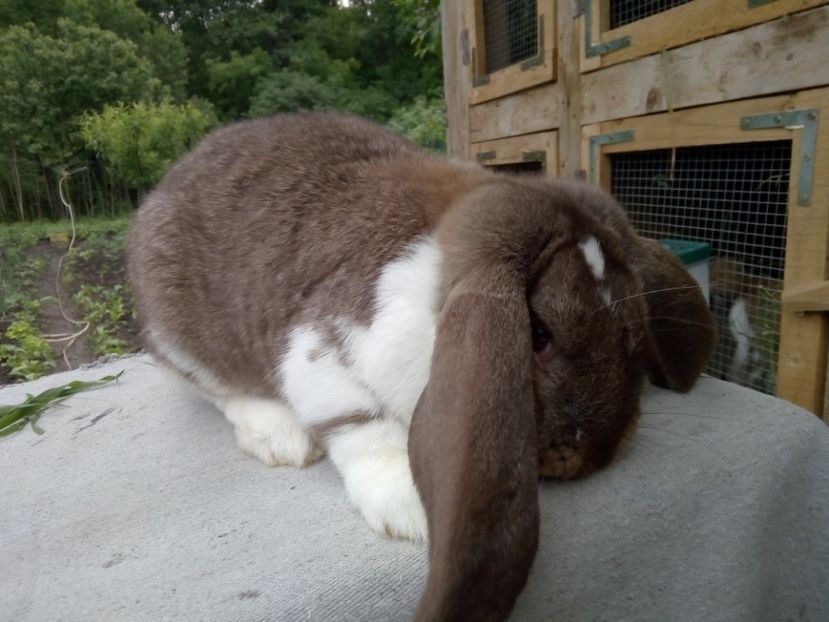  - ARHIVA IEPURI ce am avut câteva exemplare