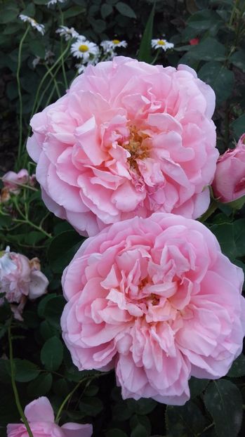  - Dames de Chenonceau