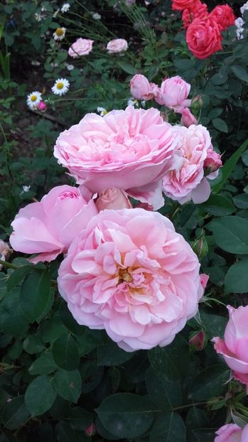  - Dames de Chenonceau